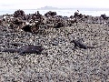 Meerechsen sind eine Leguanart auf Galapagos