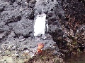 Galapagos-Pinguin nahe der Insel Las Tintoreras