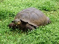Riesen-Schildkröte auf Galapagos
